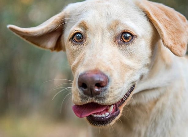 The 8 Best Pet Photographers in Melbourne | Peerspace