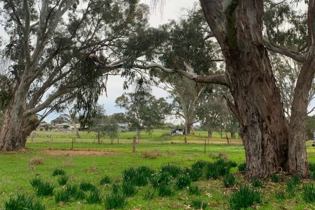 Classic Australian outback farmhouse