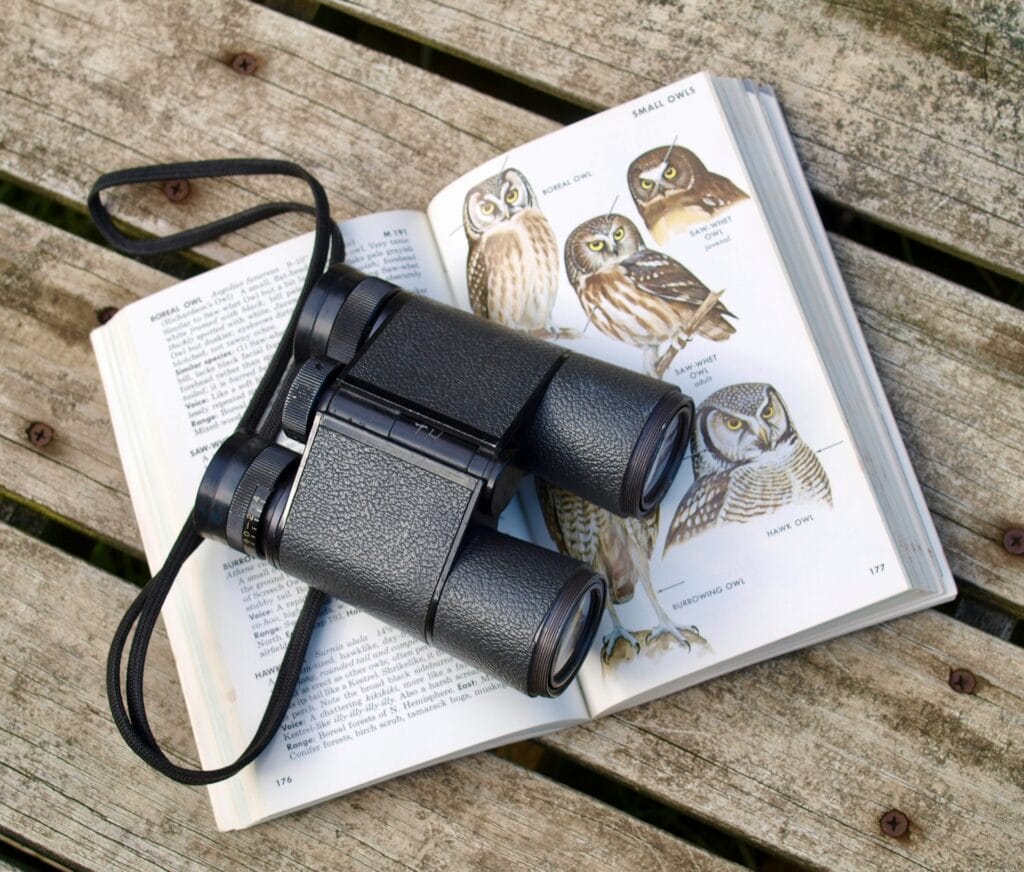 observation d'oiseaux avec jumelles et livre dédié