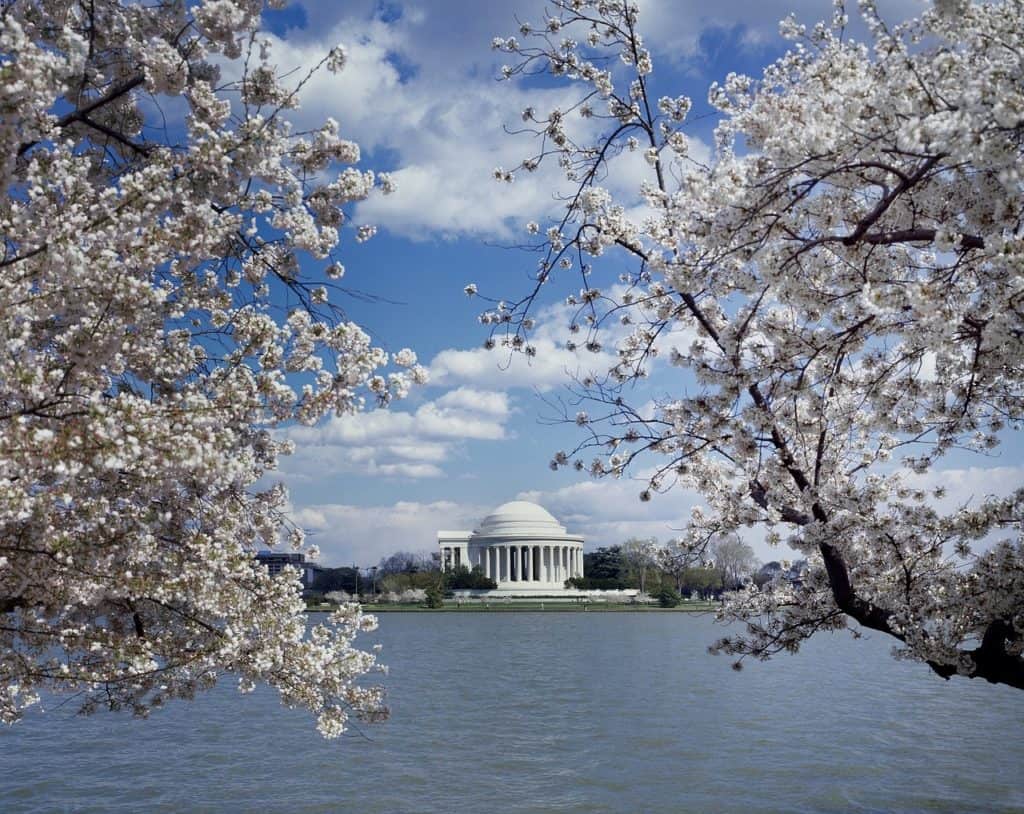 cherry blossoms washington d.c.