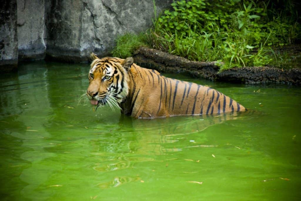 swimming tiger houston zoo