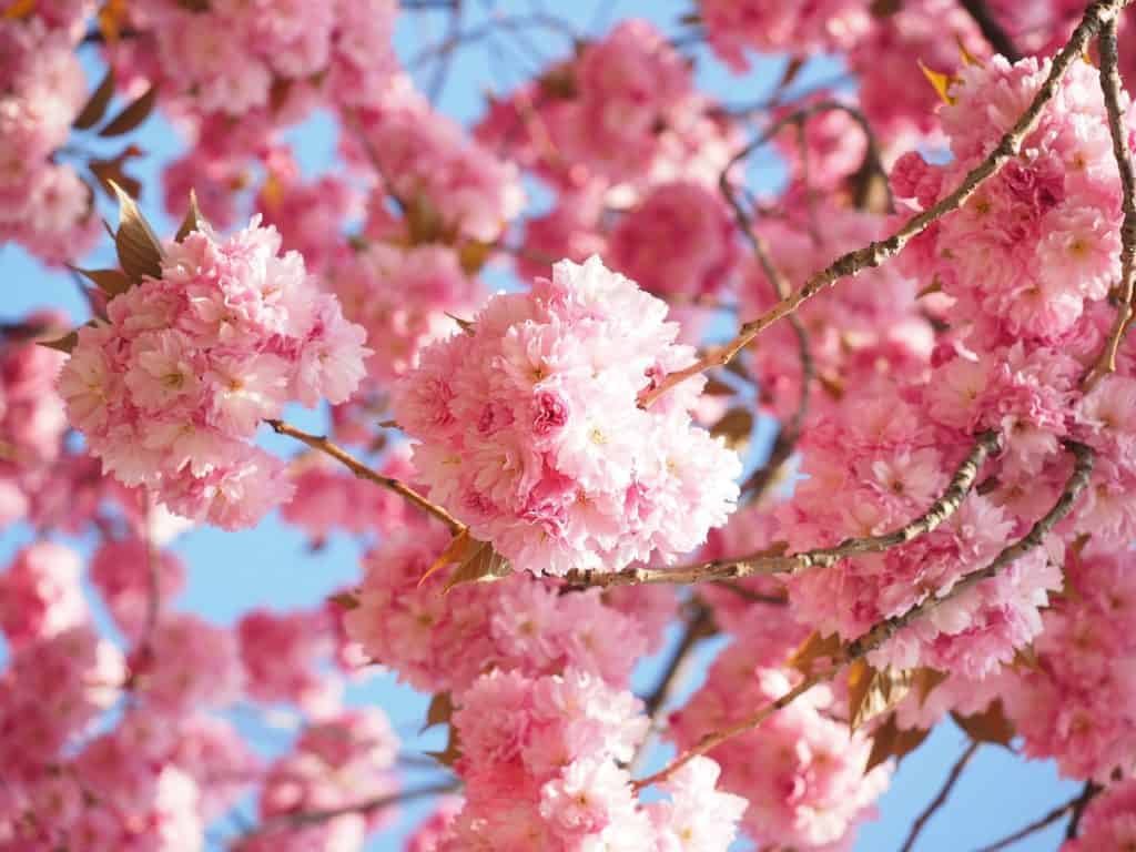 cherry blossoms dc washington d.c.
