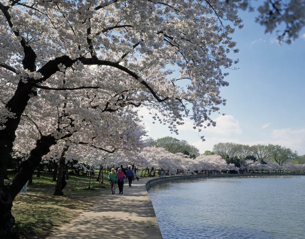 tidal basin washington dc