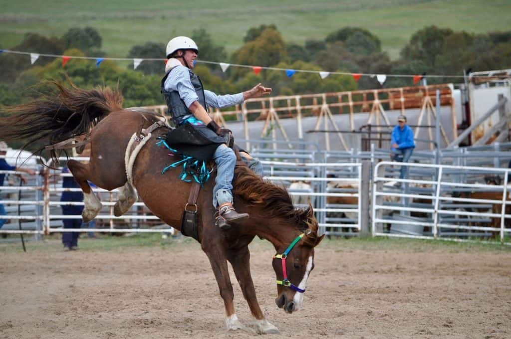 horse rodeo houston