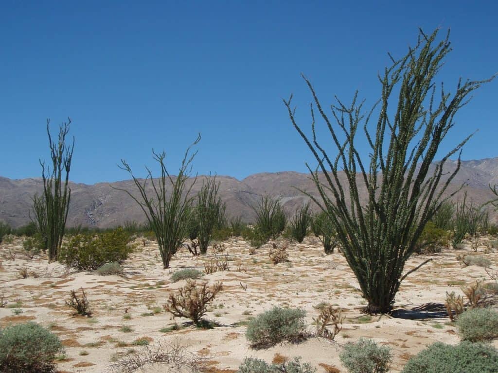Anza-Borrego Desert california