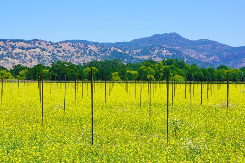 napa valley california