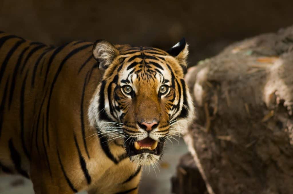 san diego zoo tiger