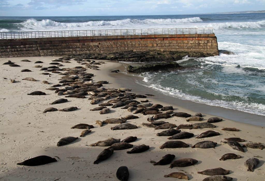 sea lions la jolla san diego