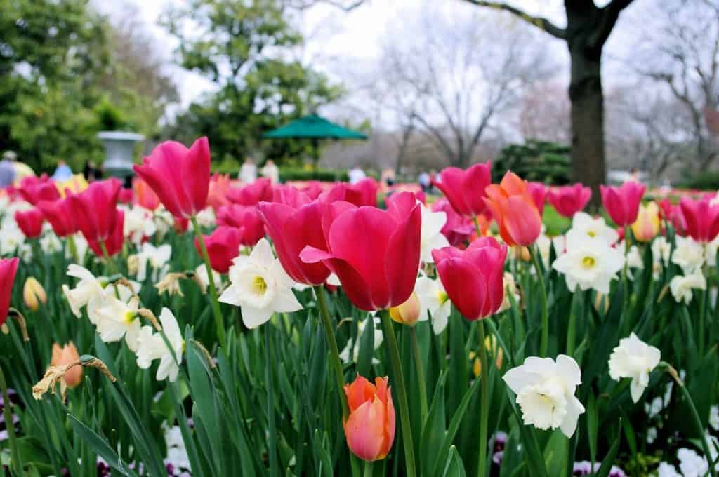 Dallas Arboretum and Botanic Garden