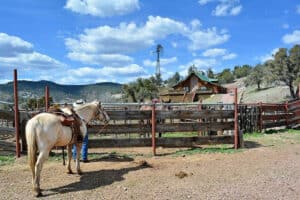 Where Was “The Power Of The Dog” Filmed? | Peerspace