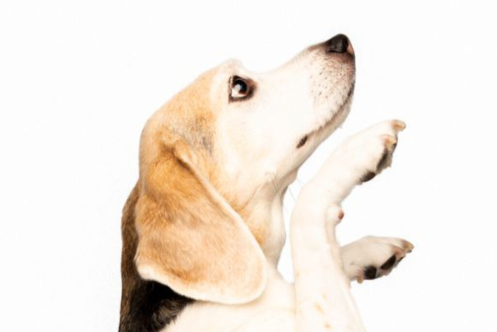 The 8 Best Pet Photographers in Chicago (2025) | Peerspace