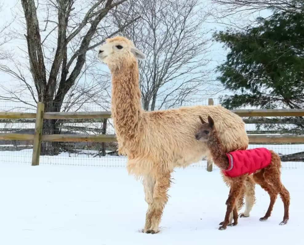 Farm with Petting Zoo, Farmhouse, and Vintage Camper charlotte rental