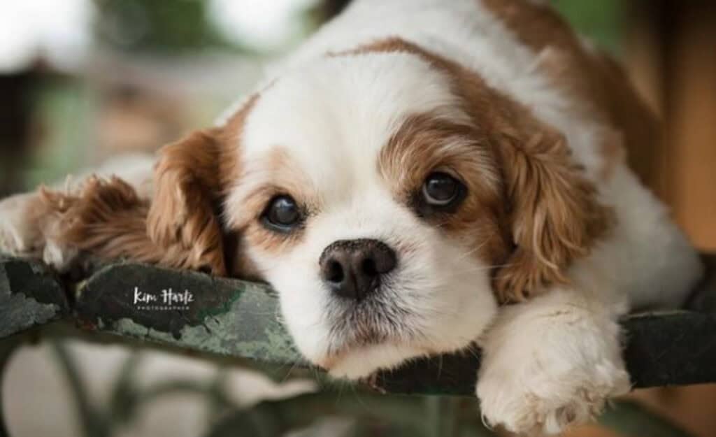 The 8 Best Houston Pet Photographers | Peerspace