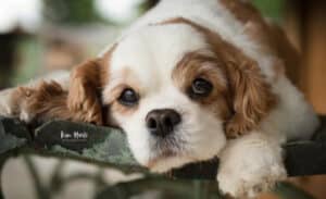 The 8 Best Houston Pet Photographers | Peerspace