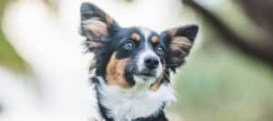 The 8 Best Pet Photographers in Miami | Peerspace
