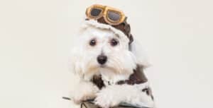 The 8 Best Pet Photographers in Naples, FL | Peerspace