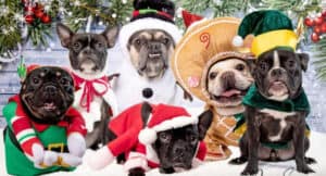 The 8 Best Pet Photographers in Scottsdale | Peerspace