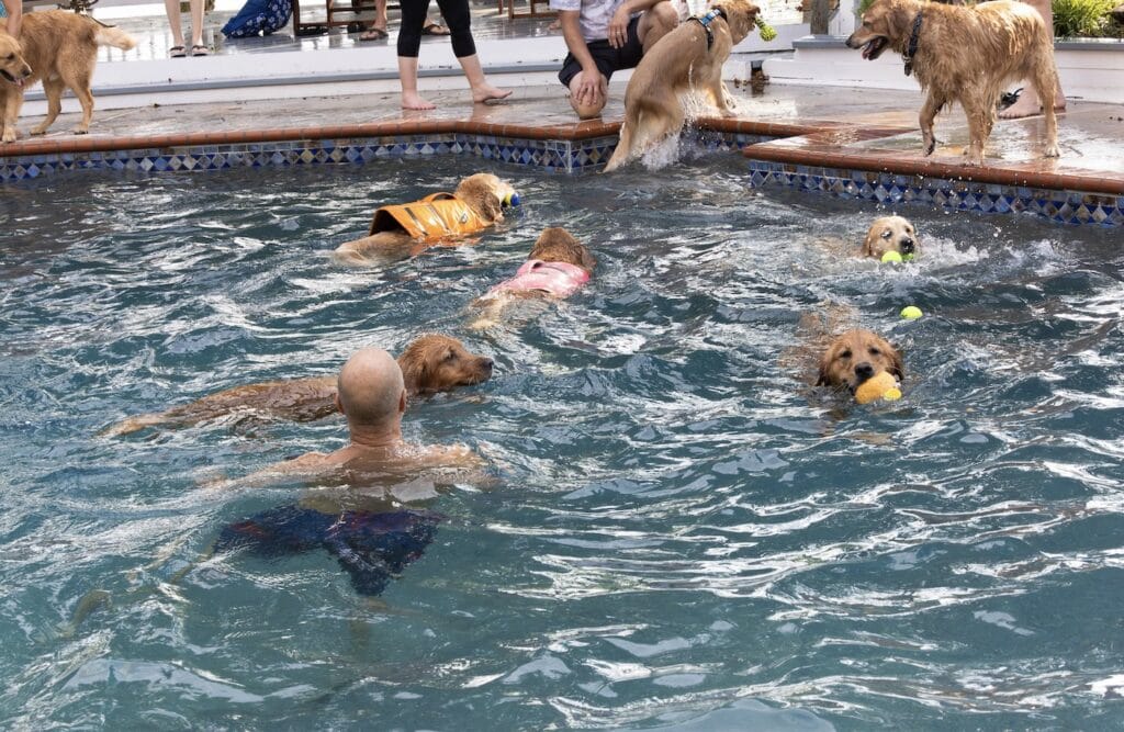 Man and dogs swimming in pool at dog pool birthday party