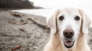 The 8 Best Pet Photographers in Seattle | Peerspace