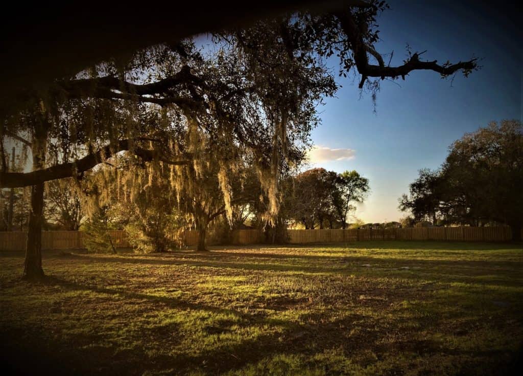 Tree Filled, Breezy Outdoor Greenspace tampa rental