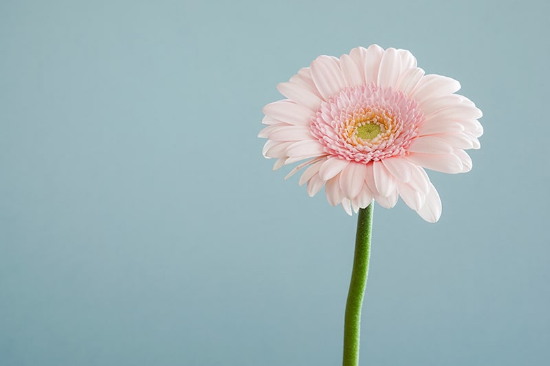flower photography