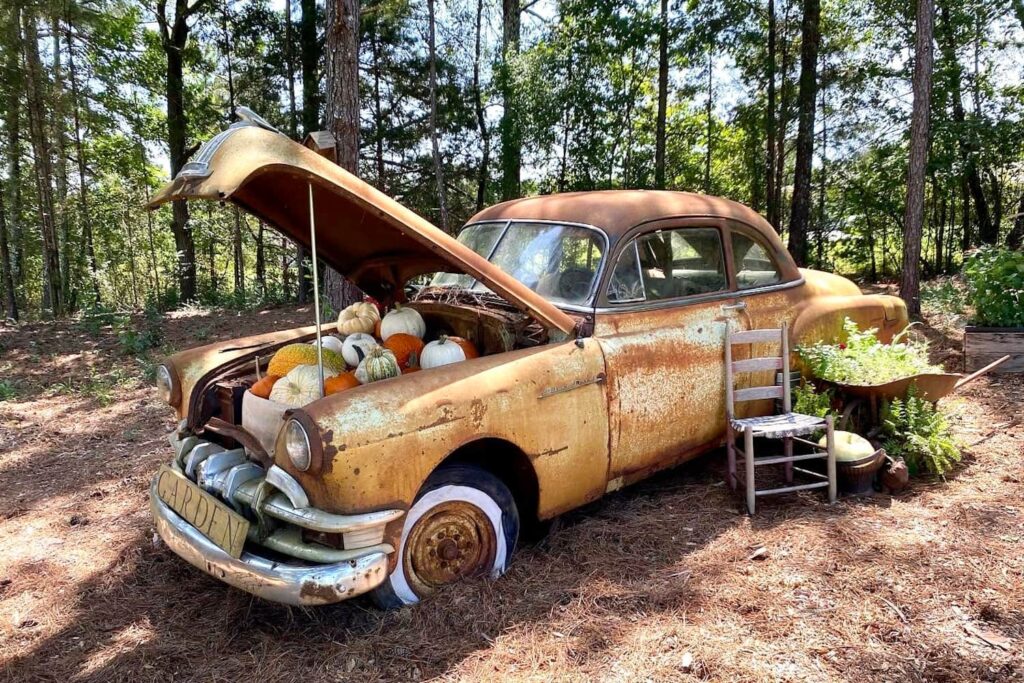 Antique car sits in woods with trunk full of pumpkins and a wheelbarrow full of greenery