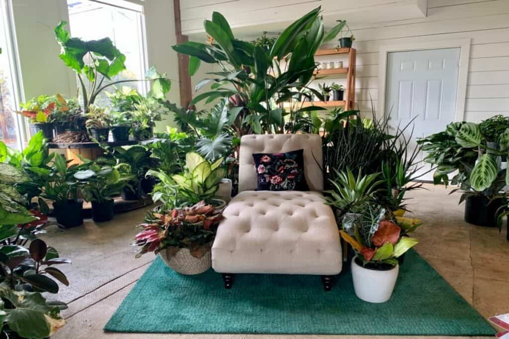 a plant oasis in atlanta