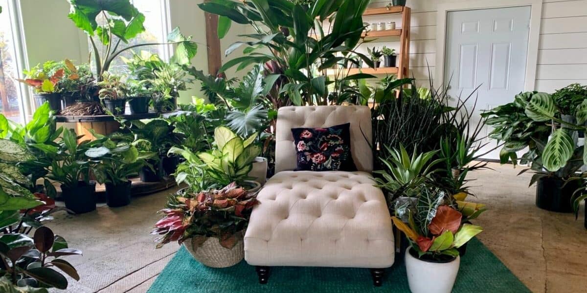a plant oasis in atlanta