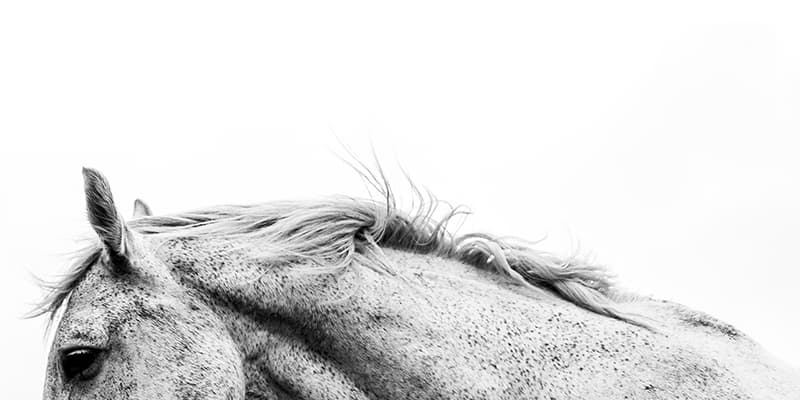 horse photography image black and white