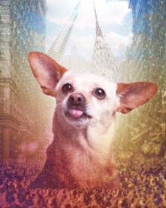 The 7 Best Pet Photographers in Baltimore | Peerspace