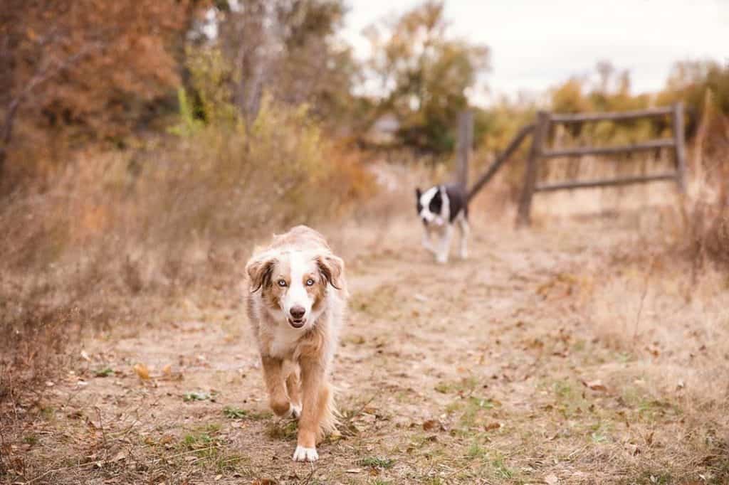 The 7 Best Pet Photographers in Boise | Peerspace
