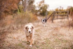 The 7 Best Pet Photographers in Boise | Peerspace