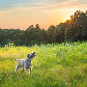 The 9 Best Pet Photographers in Boston | Peerspace