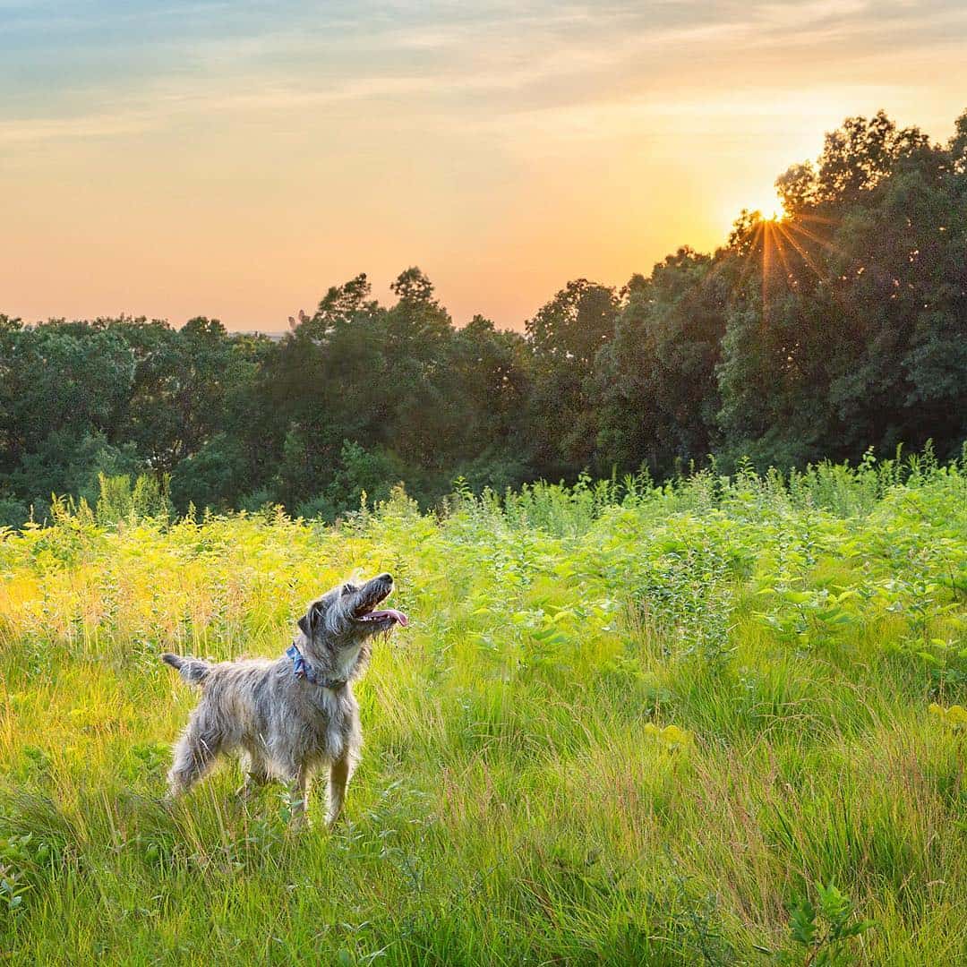 best boston pet photographers