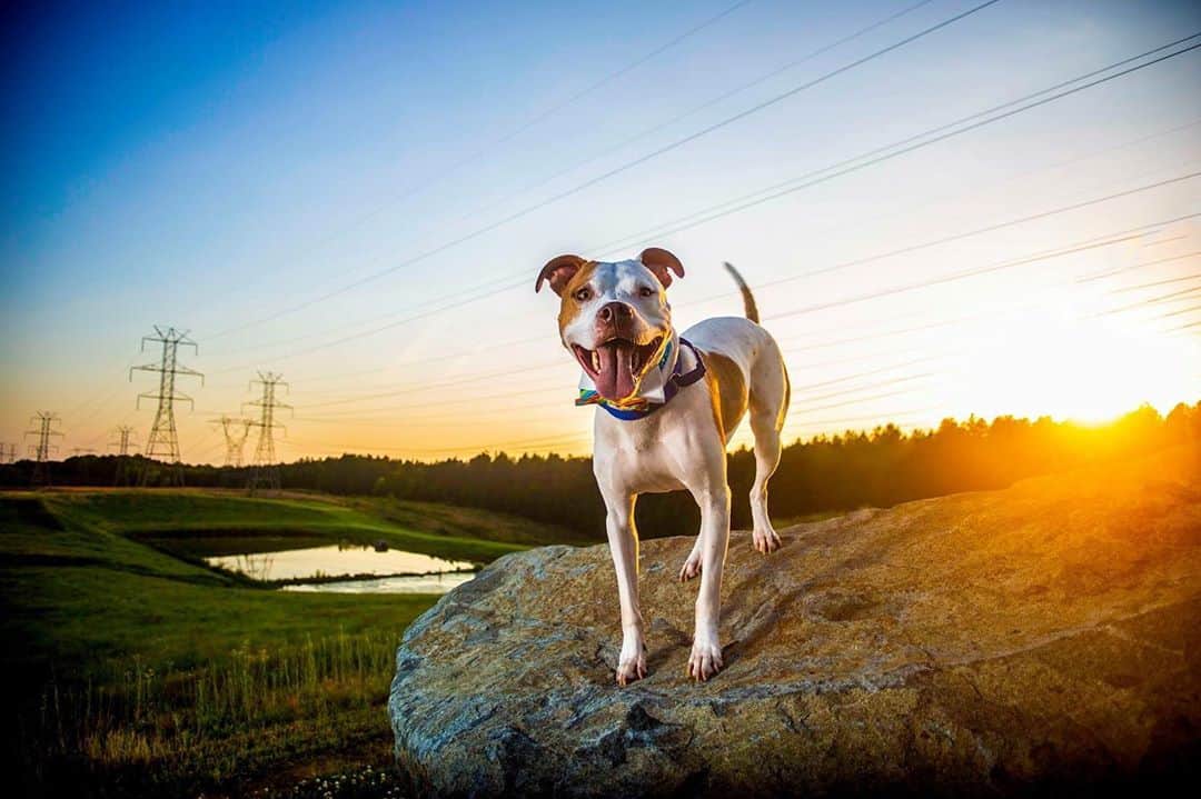 best charlotte pet photographers