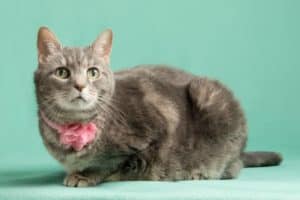 The 8 Best Pet Photographers in Cincinnati | Peerspace