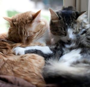 The 8 Best Pet Photographers in Denver | Peerspace