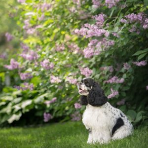 The 6 Best Pet Photographers in Grand Rapids | Peerspace