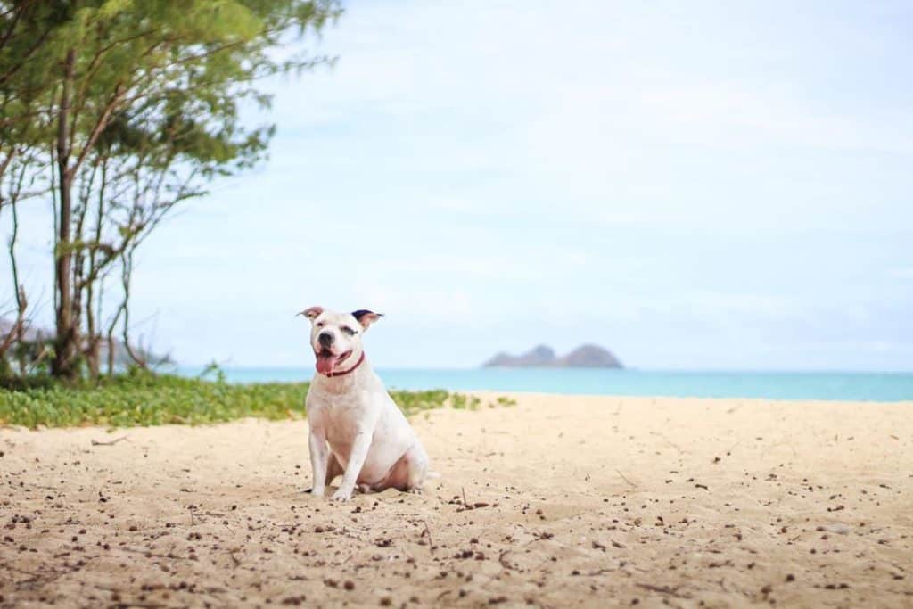 The 6 Best Pet Photographers in Honolulu | Peerspace