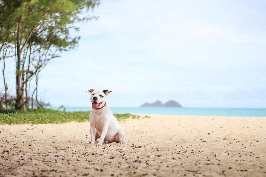 best honolulu pet photographers