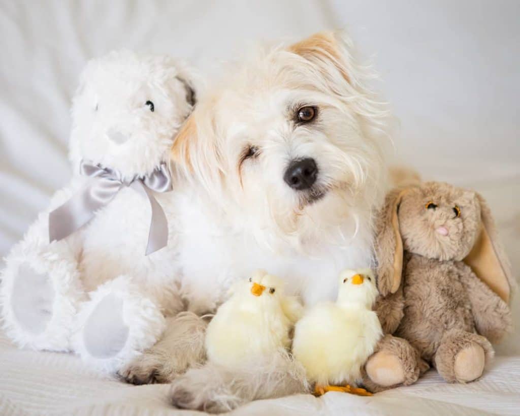 The 7 Best Pet Photographers in Jacksonville | Peerspace
