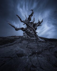 The 7 Best Landscape Photographers in San Francisco | Peerspace
