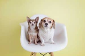 The 8 Best Pet Photographers in Las Vegas | Peerspace