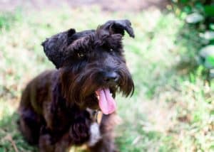 The 8 Best Pet Photographers in Memphis | Peerspace
