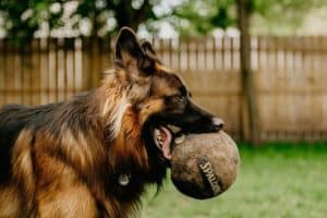 The 7 Best Milwaukee Pet Photographers | Peerspace