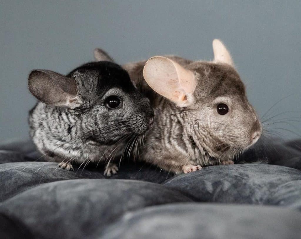 The 8 Best Pet Photographers in Minneapolis | Peerspace