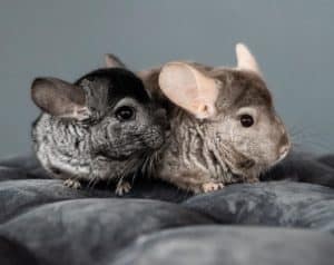 The 8 Best Pet Photographers in Minneapolis | Peerspace