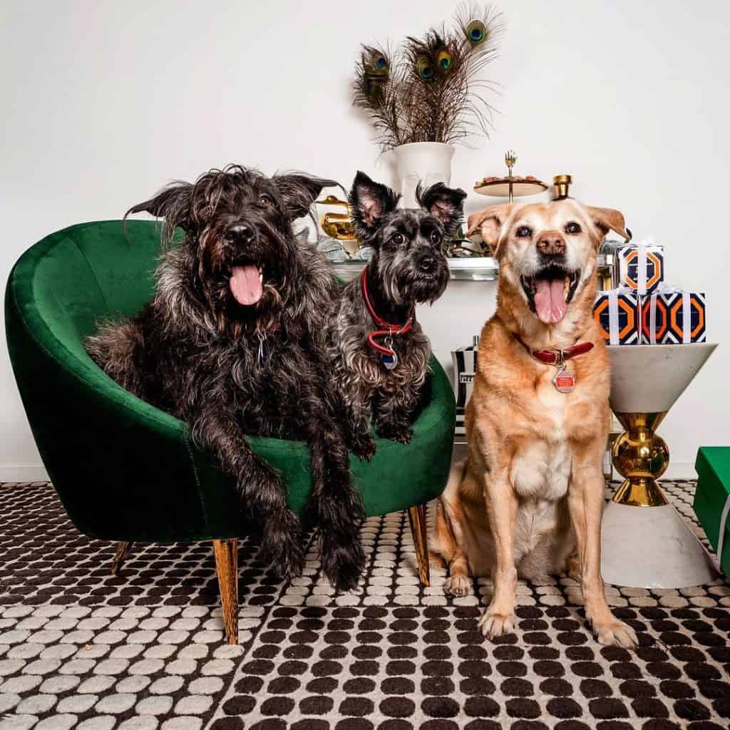 The 8 Best Pet Photographers in New York City | Peerspace