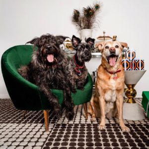 The 8 Best Pet Photographers in New York City | Peerspace