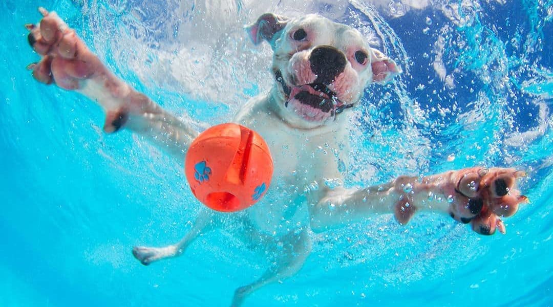 best oc pet photographers